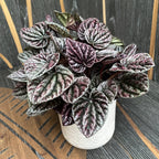 Peperomia caperata Schumi Red (Red Luna)