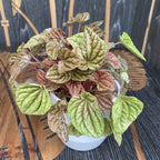 Peperomia caperata 'Rose Burgunder'