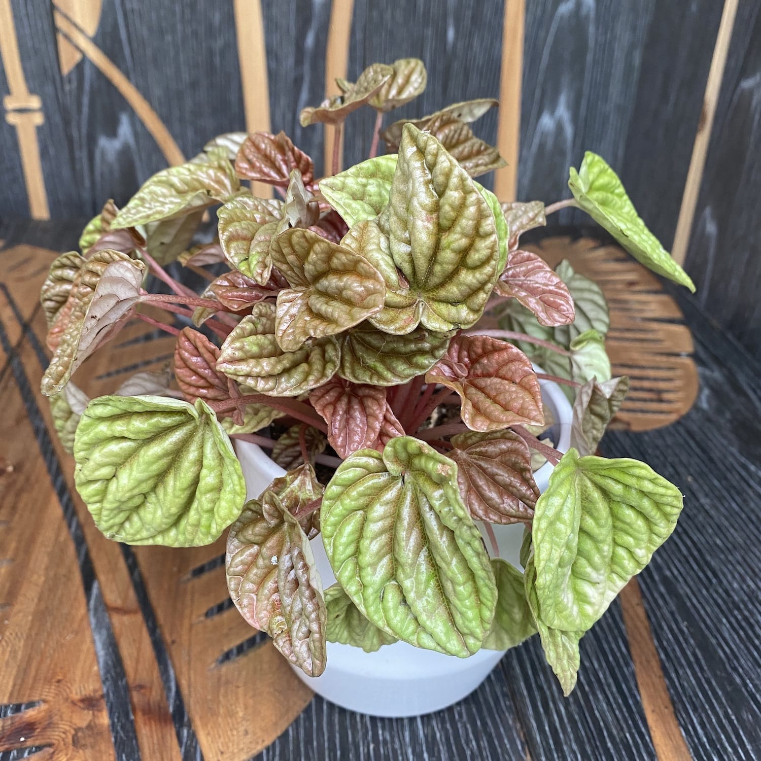 Peperomia caperata 'Rose Burgunder'