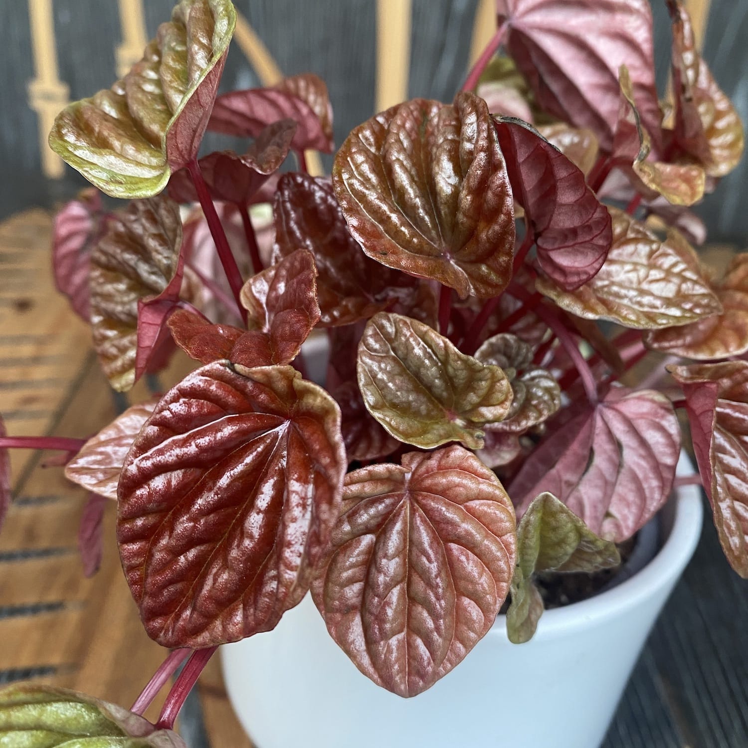 Peperomia caperata 'Rose Burgunder'
