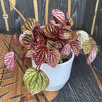 Peperomia caperata 'Rose Burgunder'