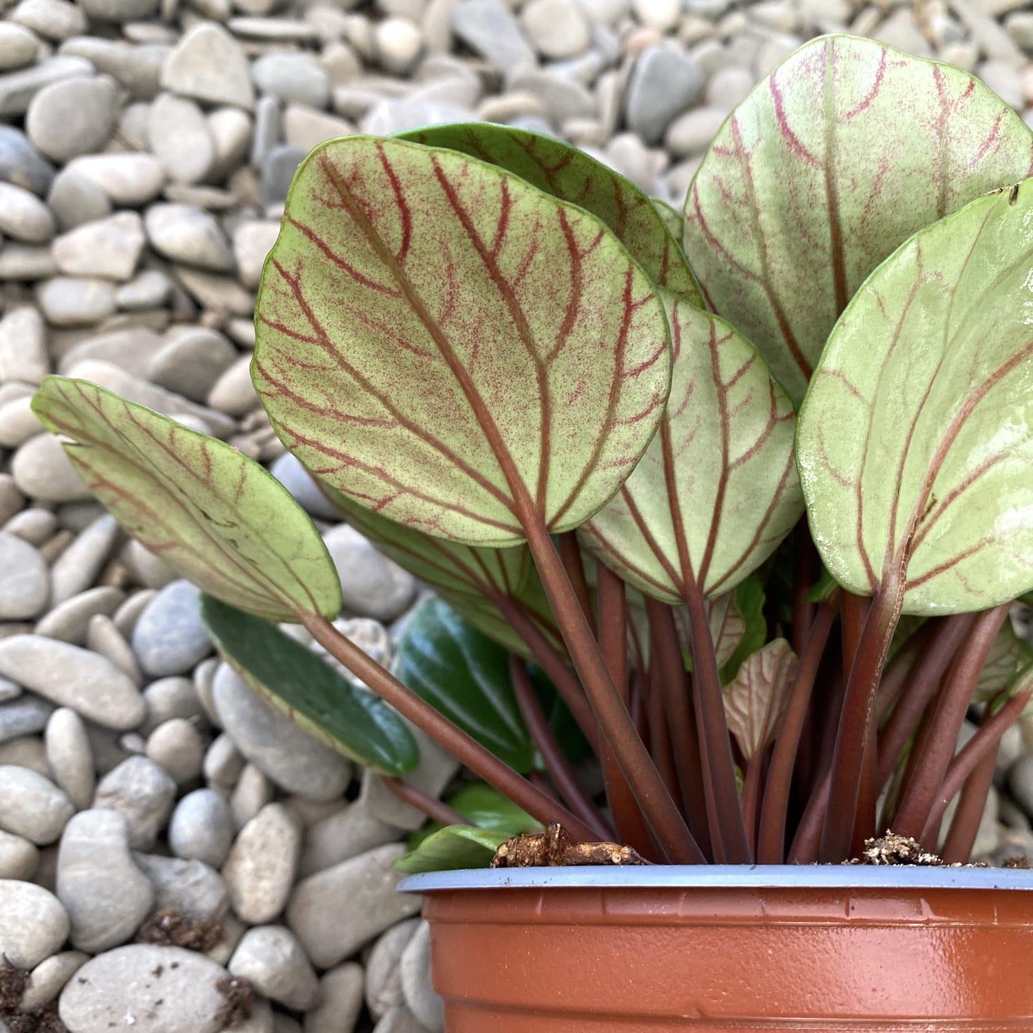 Peperomia fraseri 'Volcano'