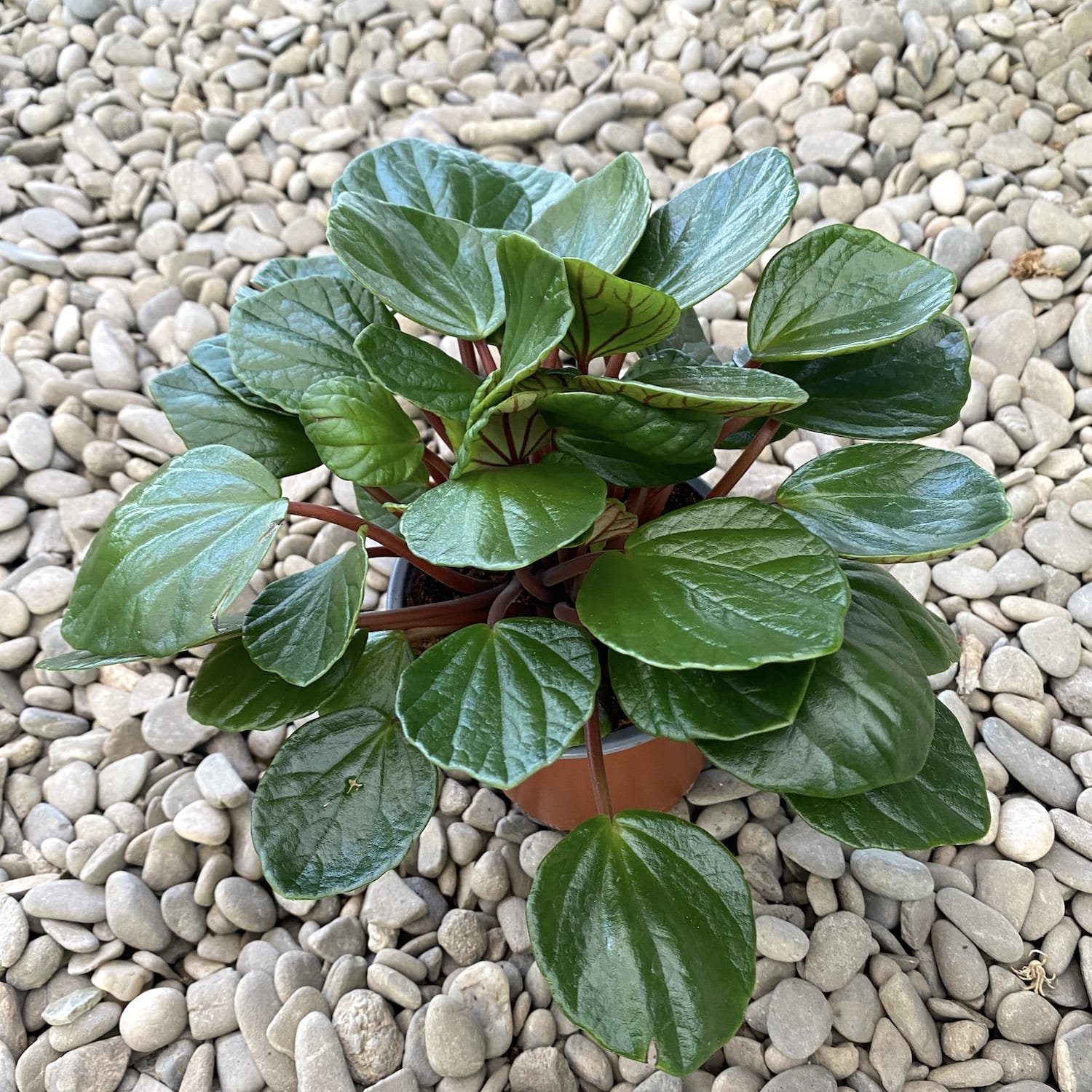 Peperomia fraseri 'Volcano'