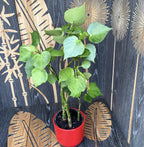 Peperomia polybotrya variegata (Raindrop Peperomia) - 3 plante/ghiveci