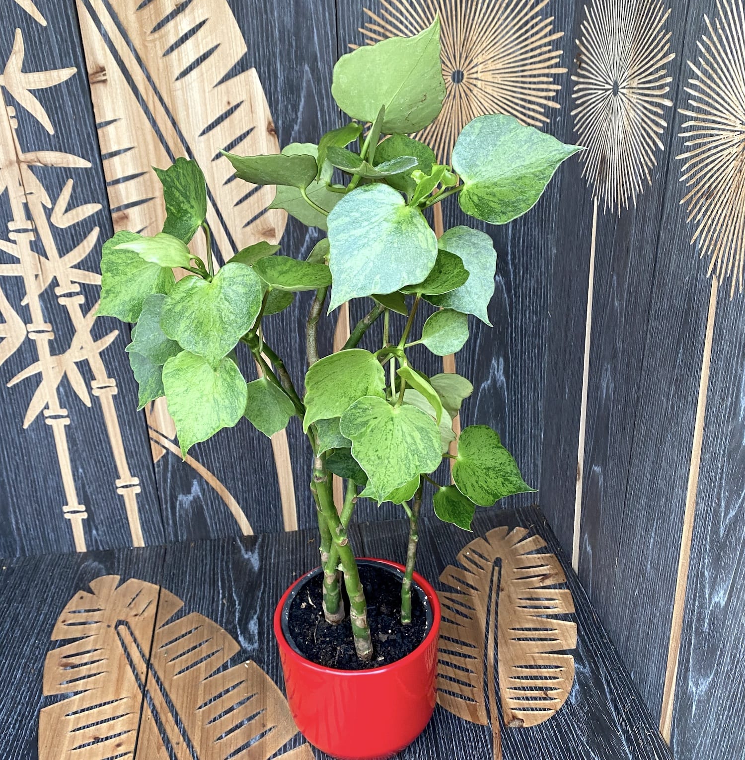 Peperomia polybotrya variegata (Peperomia a goccia) - 3 piante/vaso