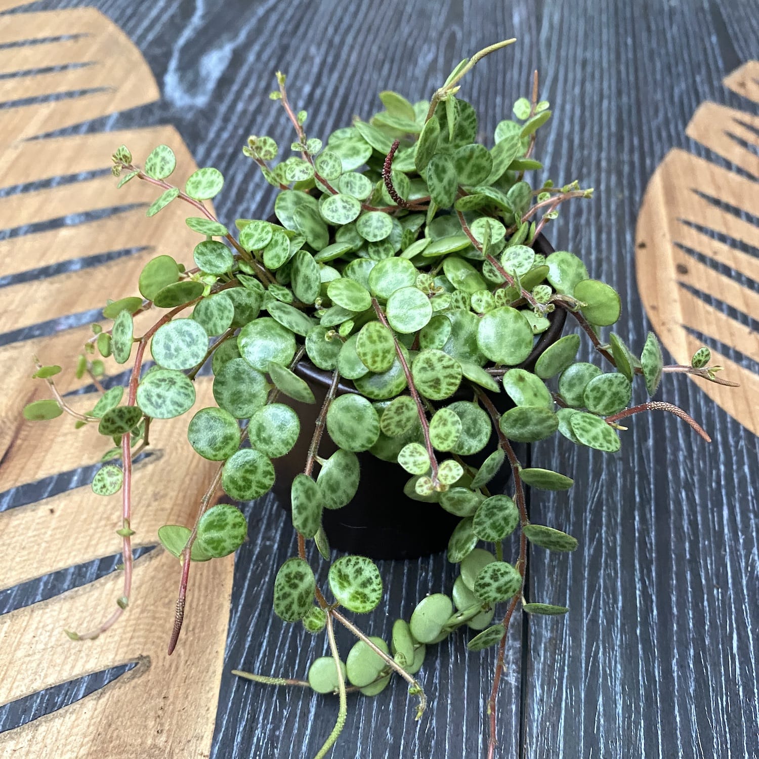 Peperomia prostrata (babyplant)