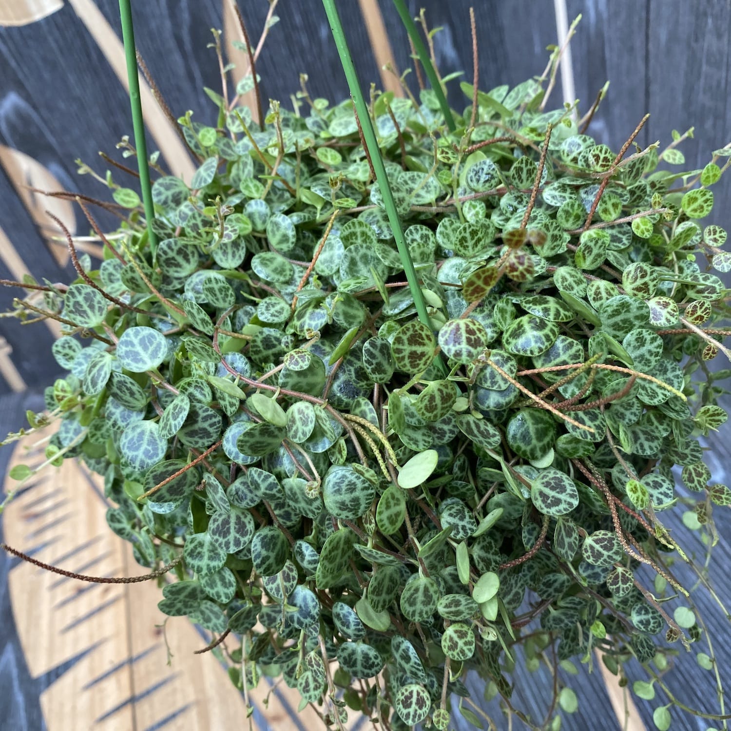 Peperomia prostrata (String of Turtle) XL