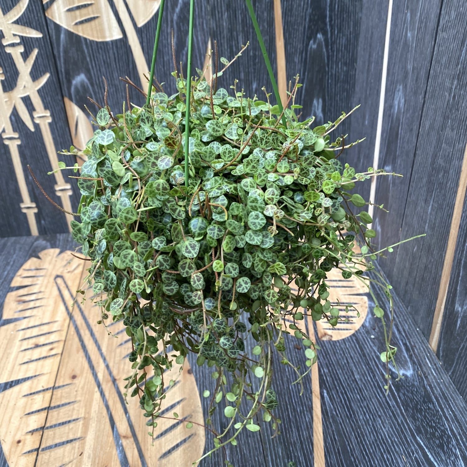 Peperomia prostrata (String of Turtle) XL
