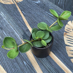 Peperomia tetraphylla 'Hope' *babyplant
