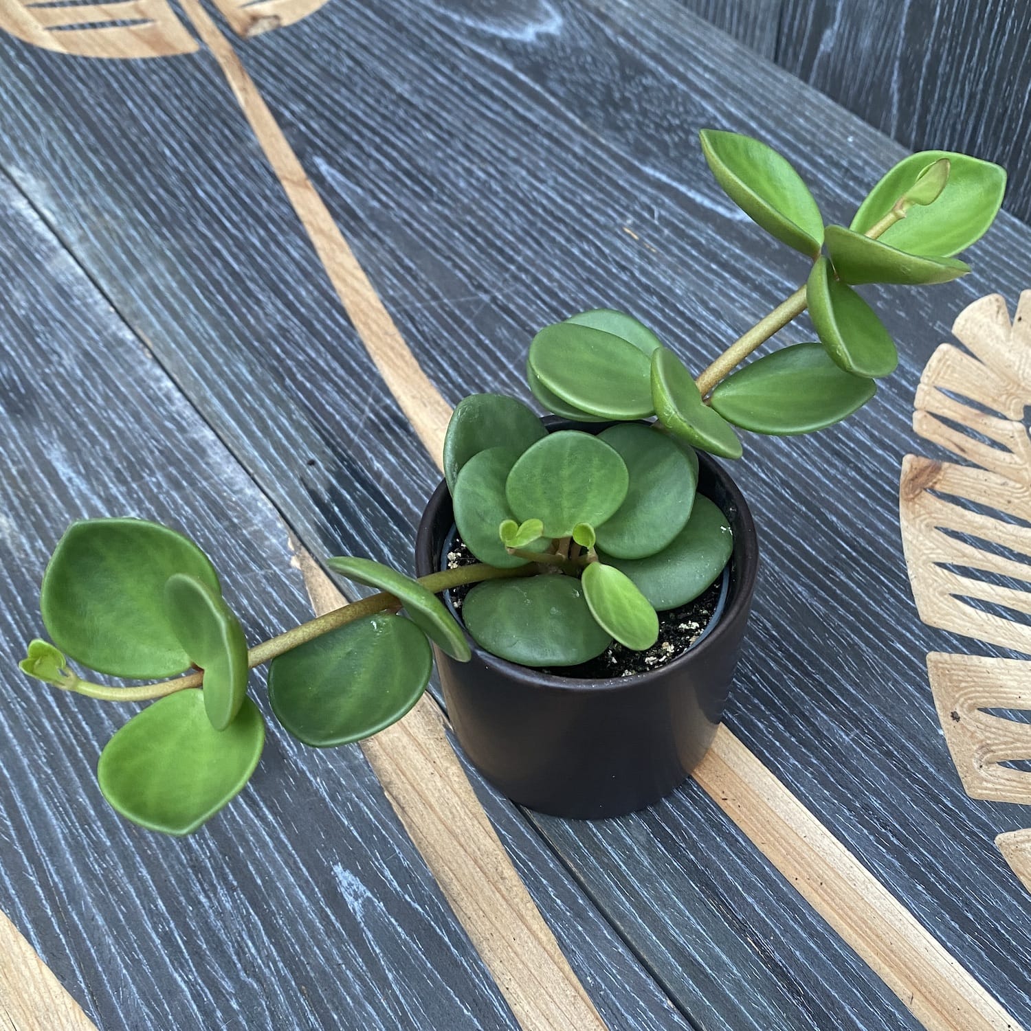 Peperomia tetraphylla 'Hope' *babyplant