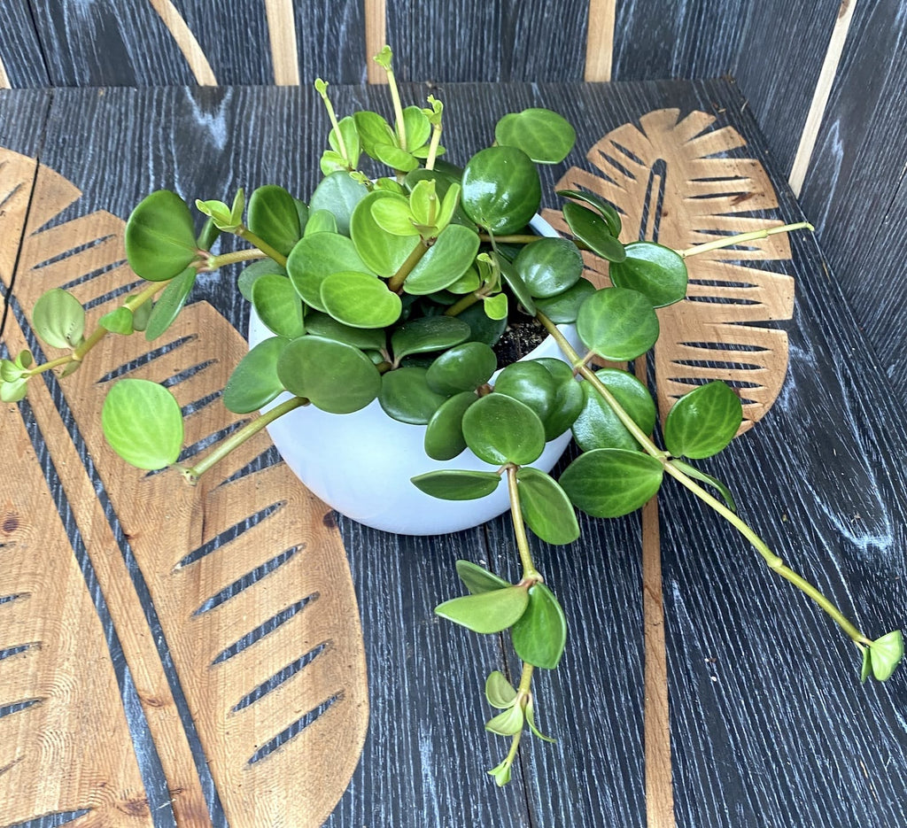 Peperomia tetraphylla 'Hope' - 3 növény/cserép