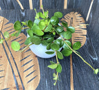 Peperomia tetraphylla 'Hope' - 3 plantes/pot