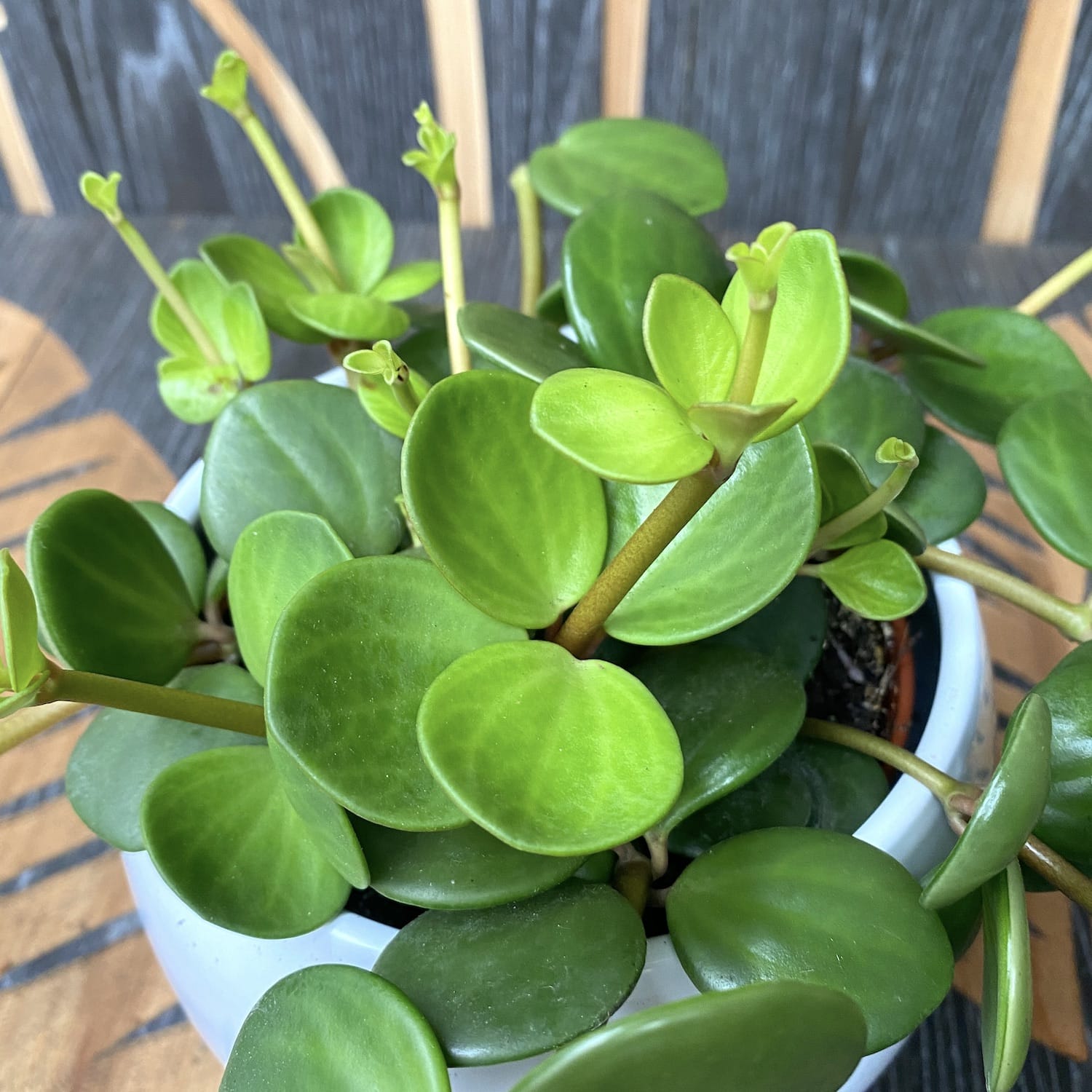 Peperomia tetraphylla 'Hope' - 3 plante/ghiveci