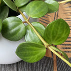 Peperomia tetraphylla 'Hope' - 3 plantes/pot