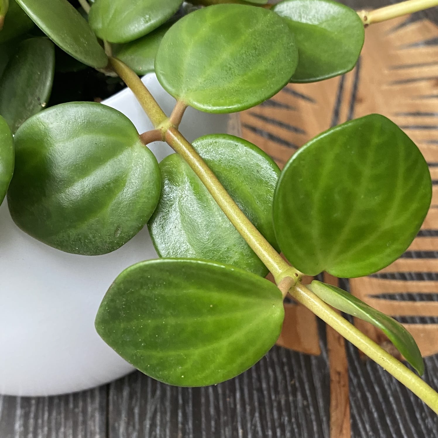 Peperomia tetraphylla 'Hope' - 3 növény/cserép