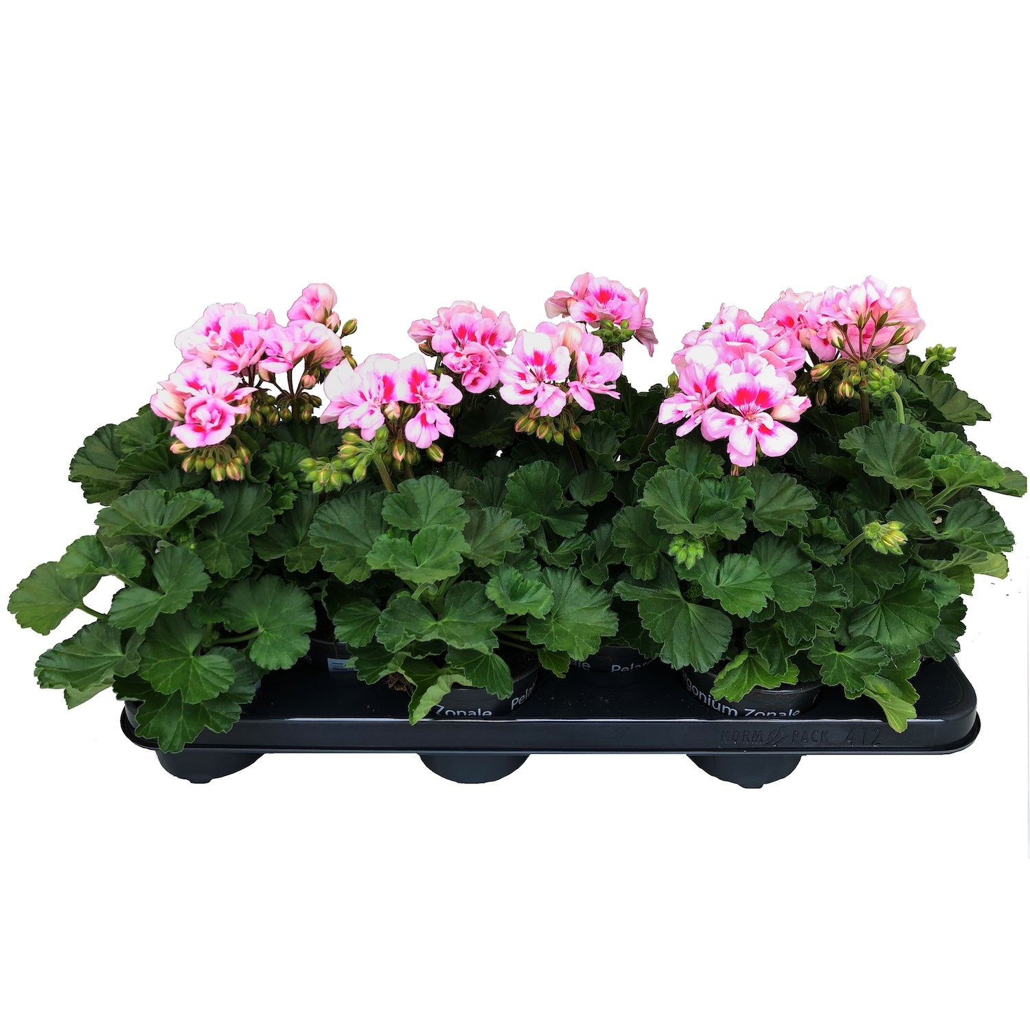 Muscate zonale - Pelargonium (Zonale Grp) Toscana Sil Linus