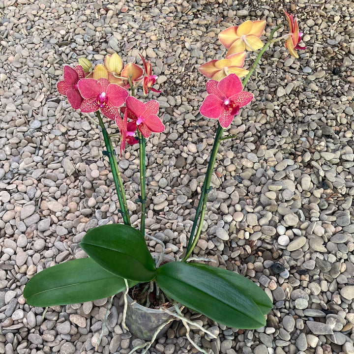 Phalaenopsis Blake Red