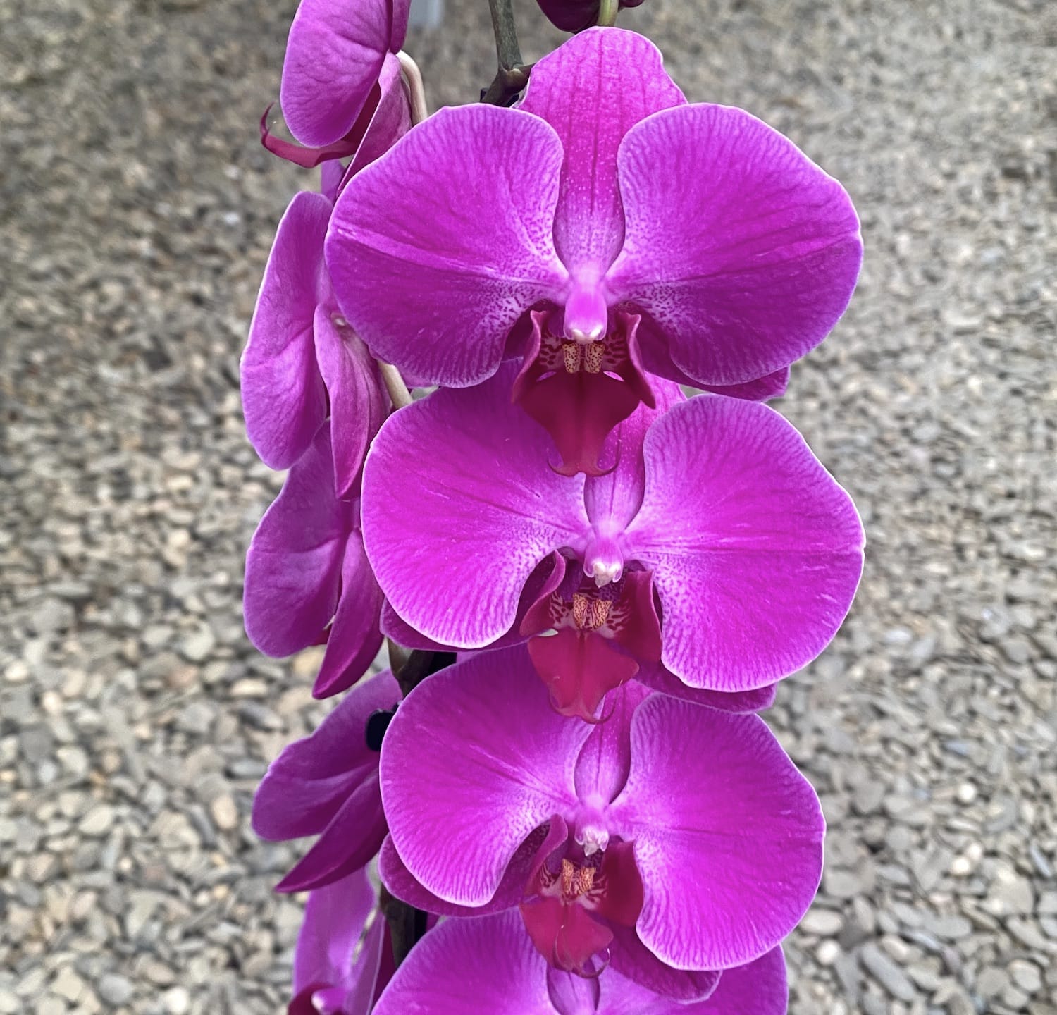 Phalaenopsis Carmen