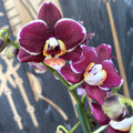 Phalaenopsis Cherry Valentine