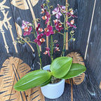 Phalaenopsis Cherry Valentine