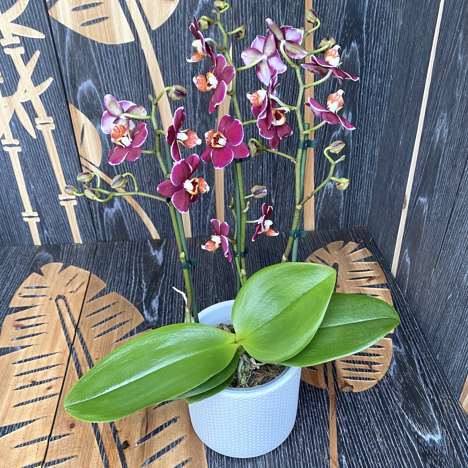 Phalaenopsis Cherry Valentine