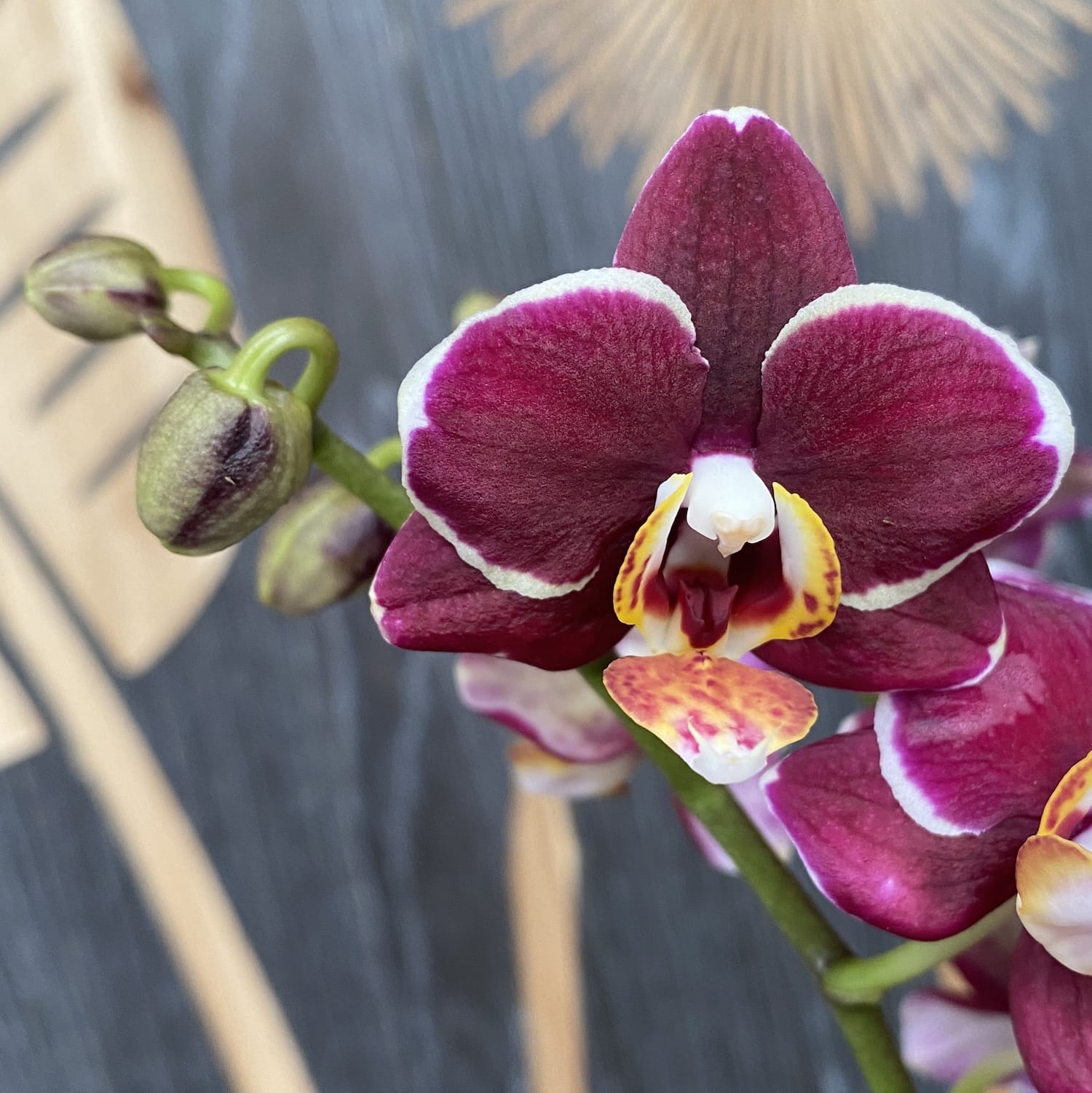 Phalaenopsis Cherry Valentine