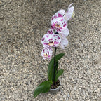 Phalaenopsis Ivory Pearl