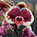 Phalaenopsis ograničena žuta
