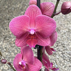 Phalaenopsis Mai Tai