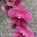 Phalaenopsis Mai Tai
