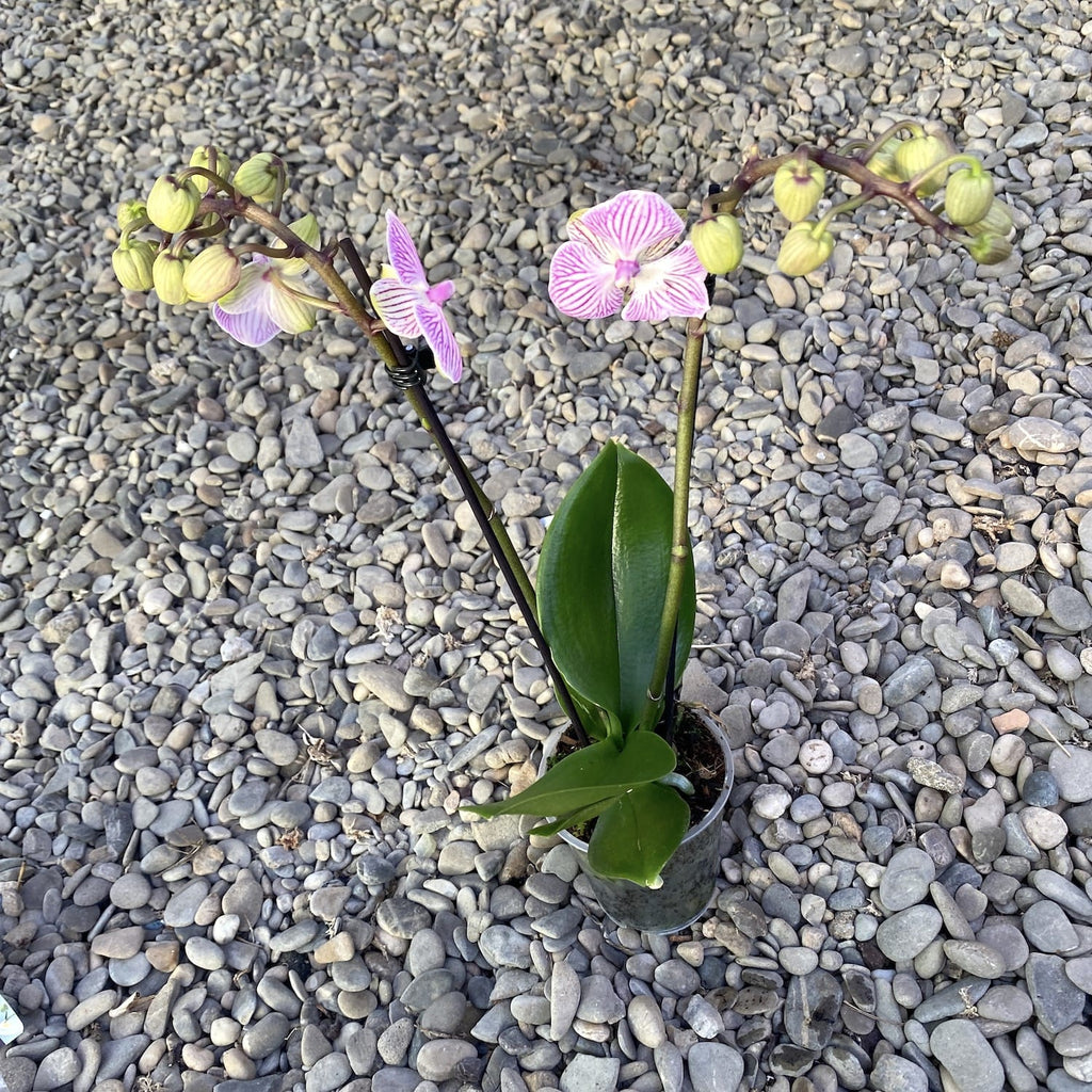 Phalaenopsis Manta Penida