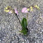 Phalaenopsis Manta Penida