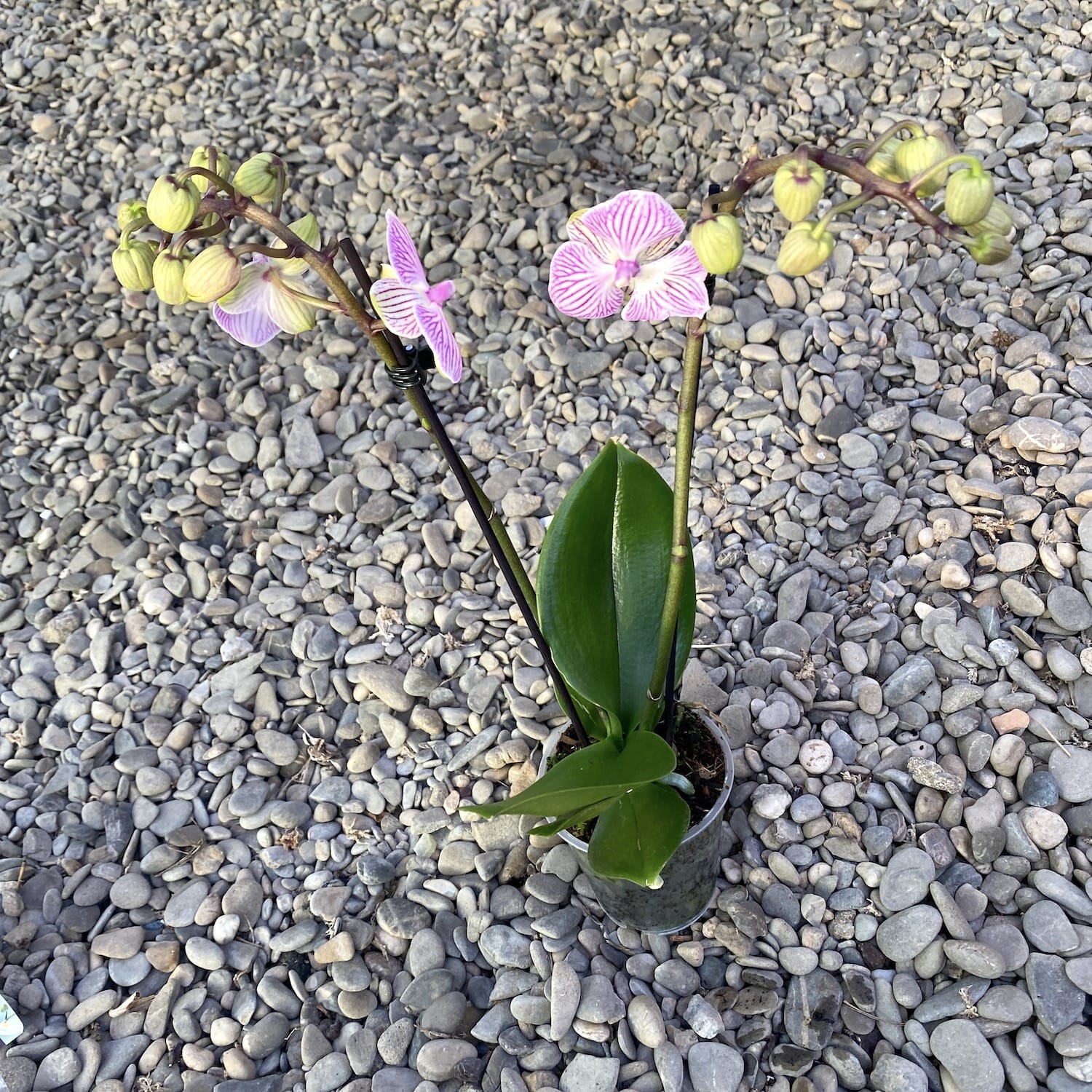 Phalaenopsis Manta Penida