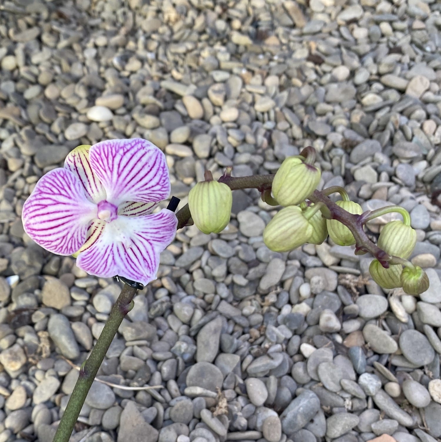 Phalaenopsis Manta Penida