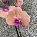 Phalaenopsis Marianne