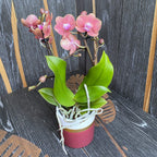 Phalaenopsis Dame Etna