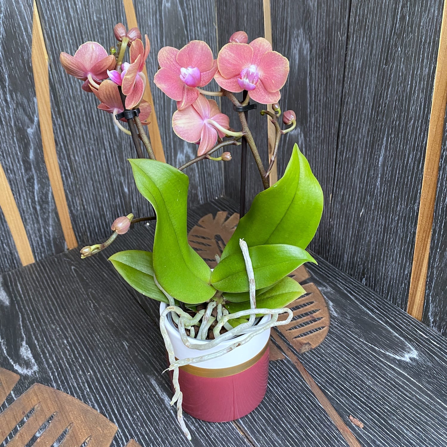 Phalaenopsis Dame Etna