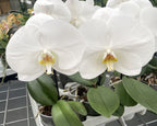 Phalaenopsis Singolo Tosha (White) - XXL flower