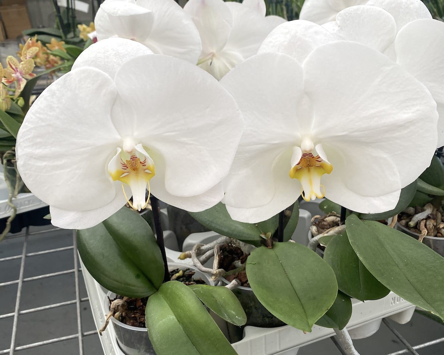 Phalaenopsis Singolo Tosha (White) - floarea XXL