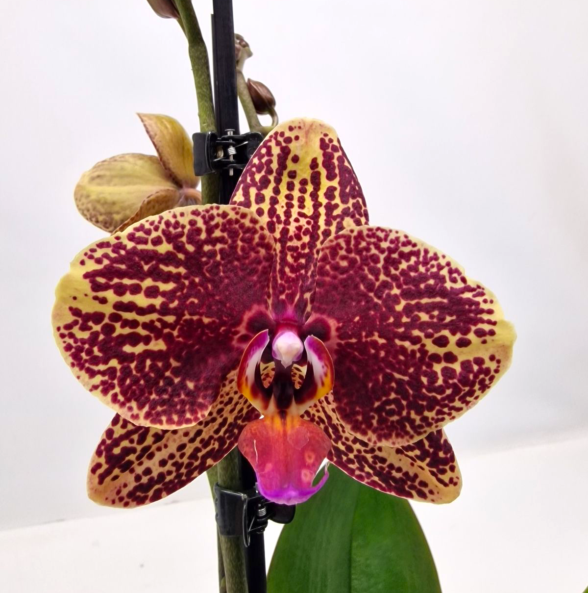 Phalaenopsis Sogo Rondini