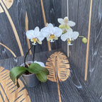 Phalaenopsis stuartiana