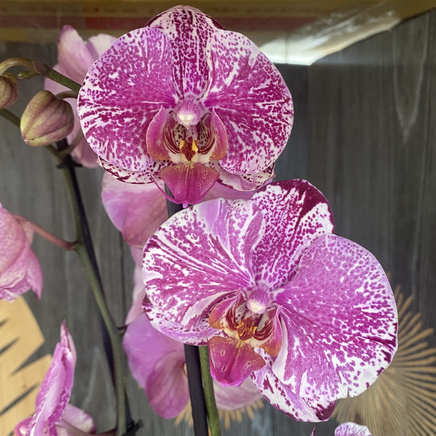 Phalaenopsis Thunder