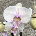 Phalaenopsis Yellow KizZ (μεγάλο χείλος)