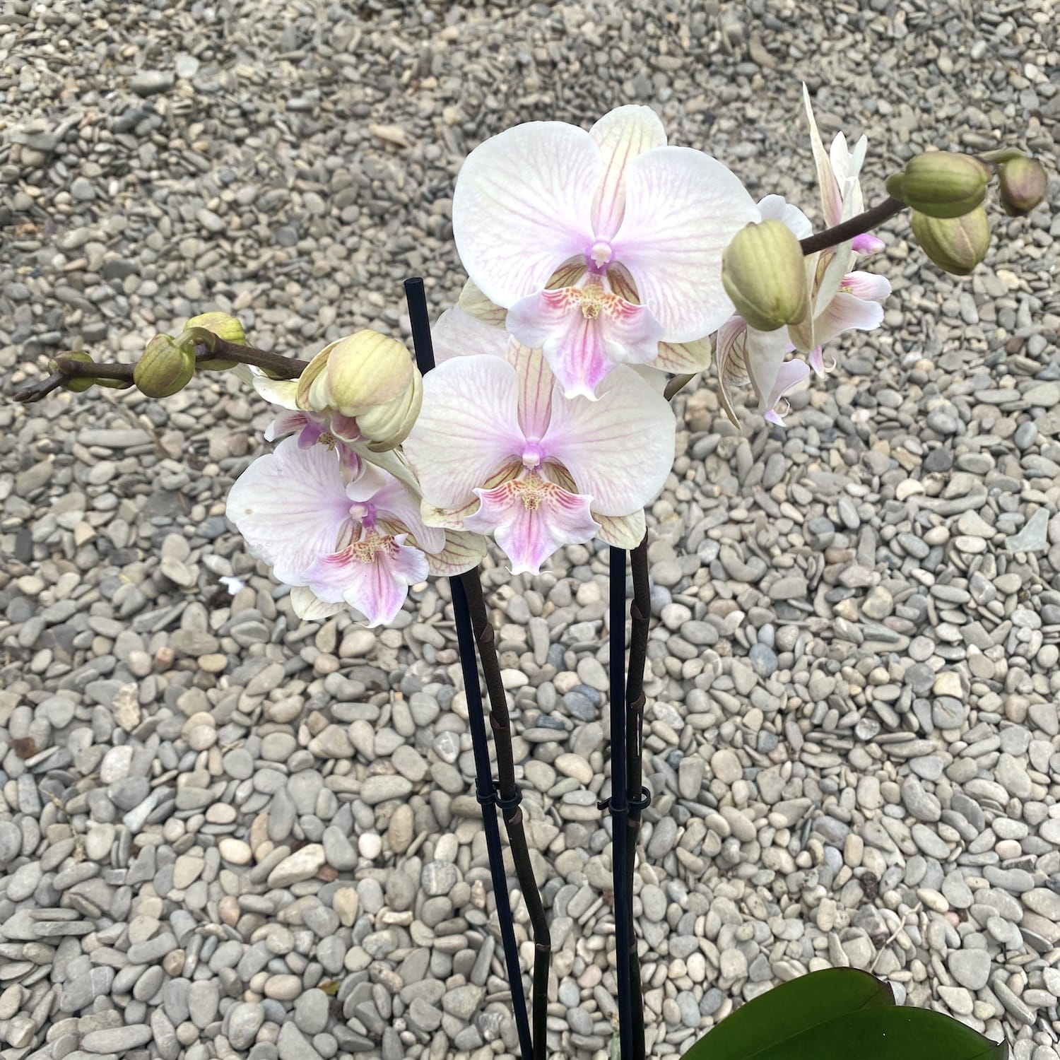 Фаленопсис Yellow KizZ (голяма устна)