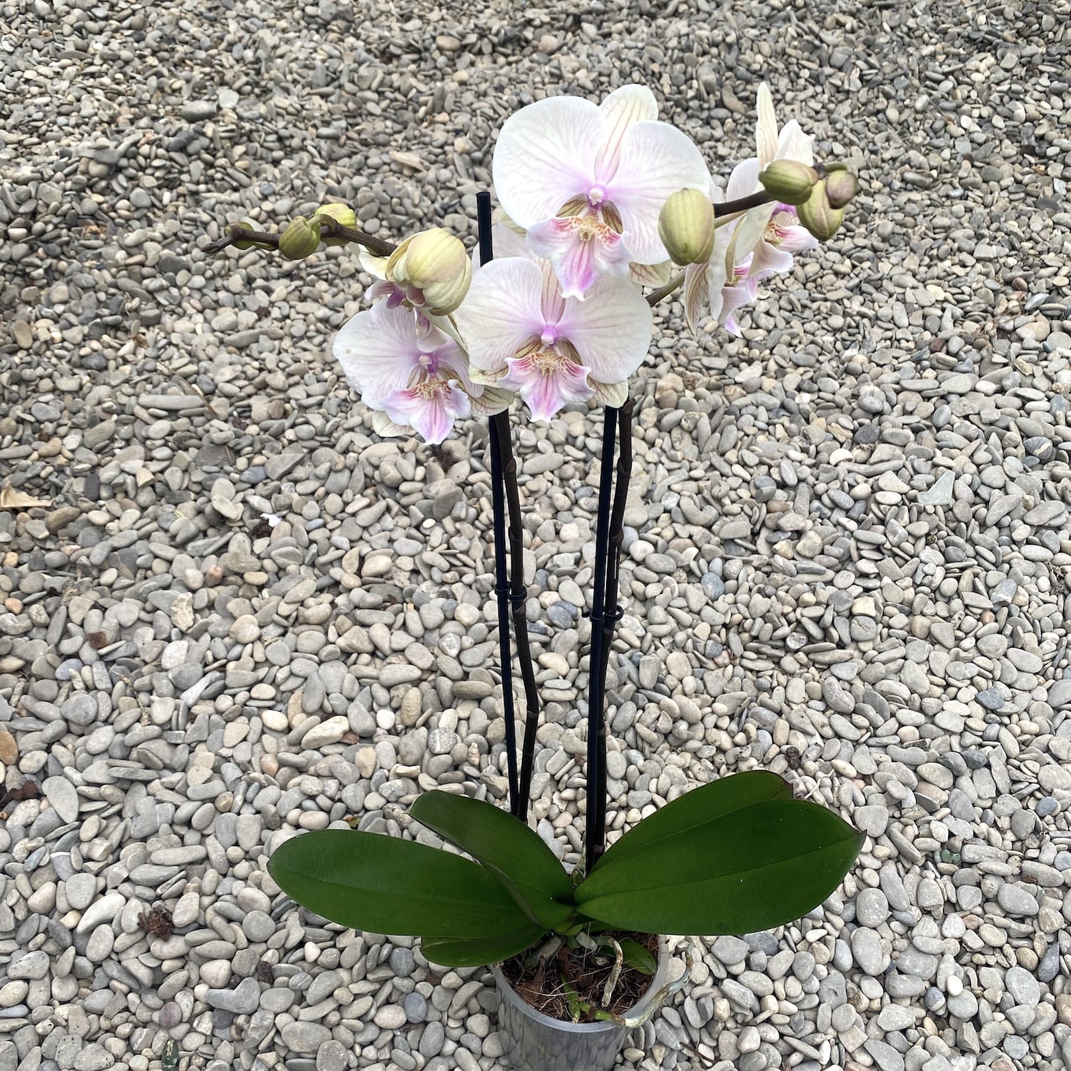 Phalaenopsis Yellow KizZ (grande lèvre)