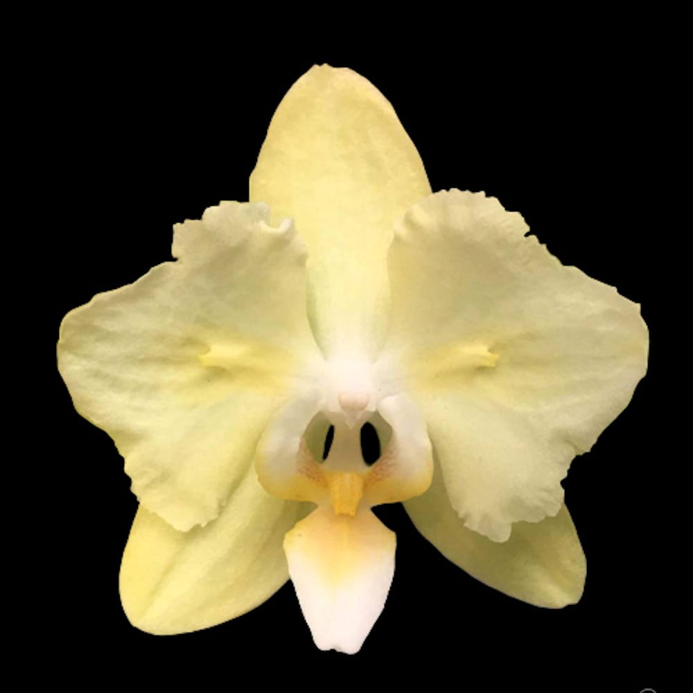 Phal. Fangmei Green Light (peloric)