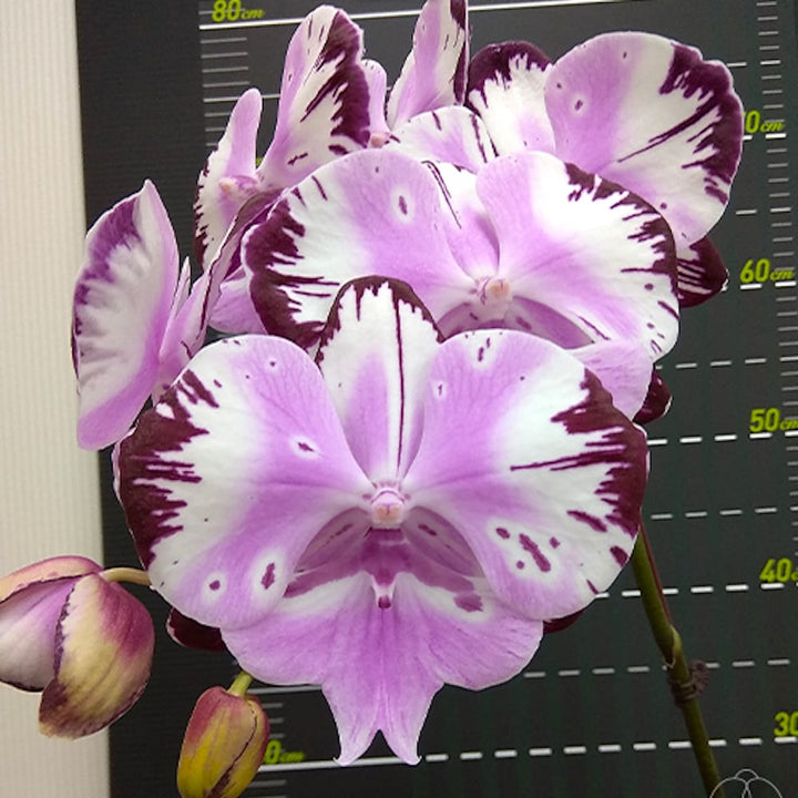 Phalaenopsis Fuller's Master (Big Lip)