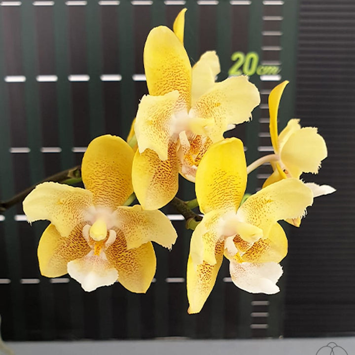 Phalaenopsis KS Balm 'Yellow Chocolate' (peloric - butterfly)