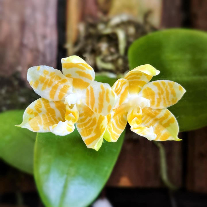 Phalaenopsis KS Super Zebra 'Golden Zebra'