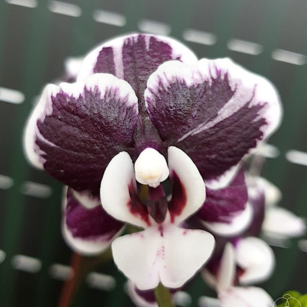 Phalaenopsis Kaoda Twinkle '362'